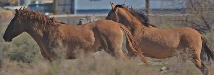 mustangs